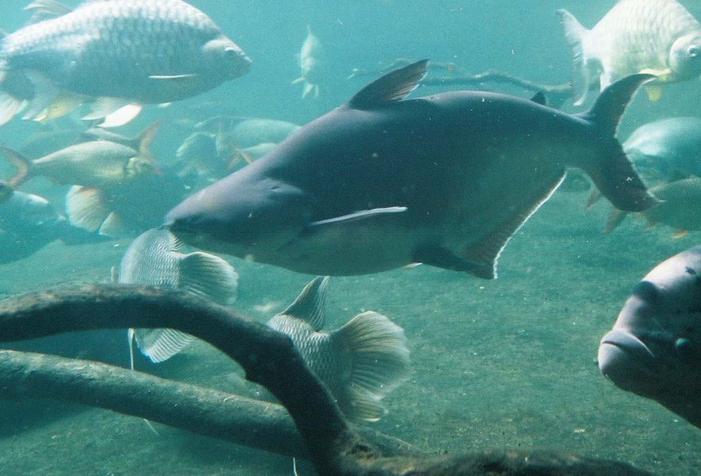 Iridescent Shark1 - Yanardöner köpekbalığı