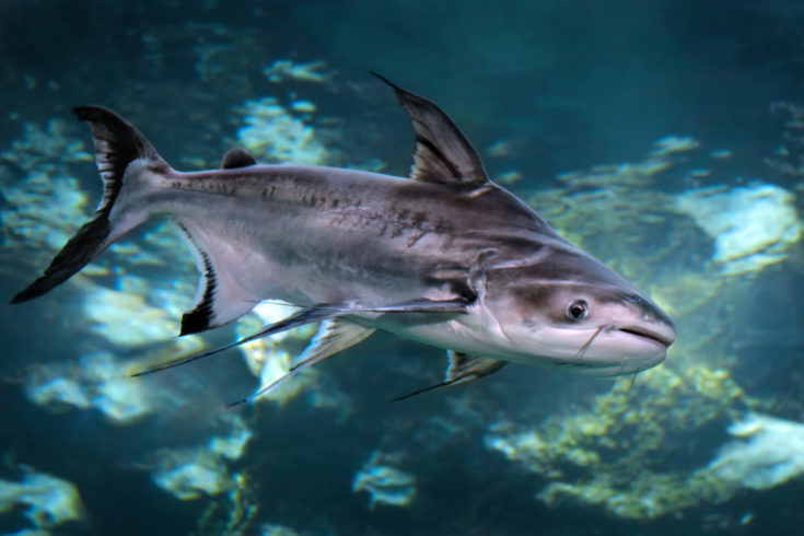 Iridescent Shark3 - Yanardöner köpekbalığı