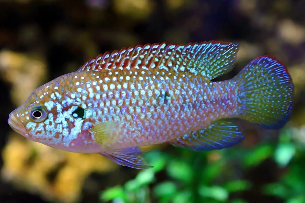 Jewel Cichlid 1 - Top 27 Colorful Freshwater Fish For Your Aquarium