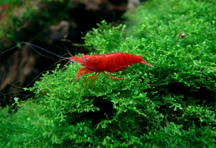 Kiraz Karidesi - Shrimp Aquarium Setup: Step-by-Step Guide