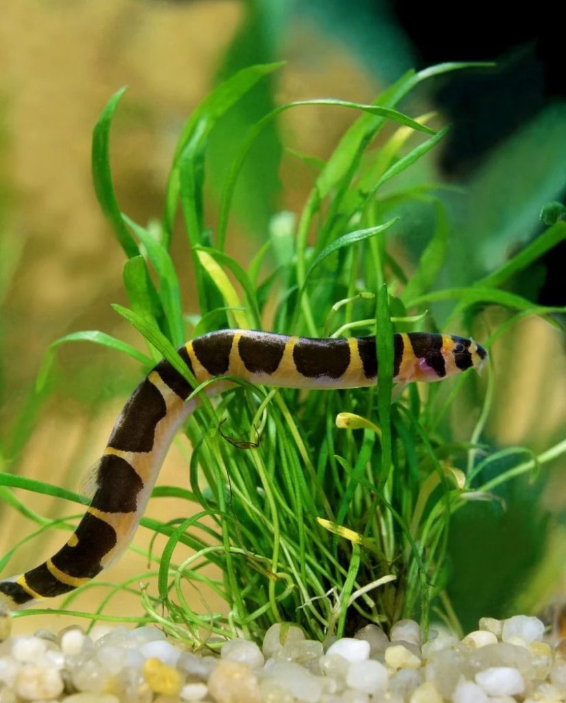 Kuhli Loach - Geflecktes Dornauge