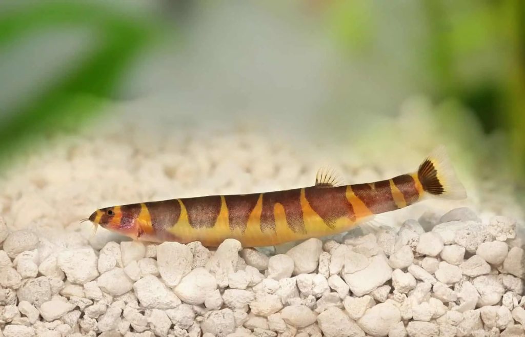 Kuhli Loach1 - Geflecktes Dornauge