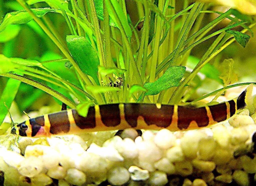 Kuhli Loach2 - Kuhli Loach Care