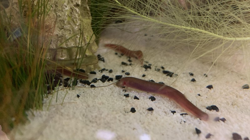 Kuhli Loach3 - Kuhli Loach Care