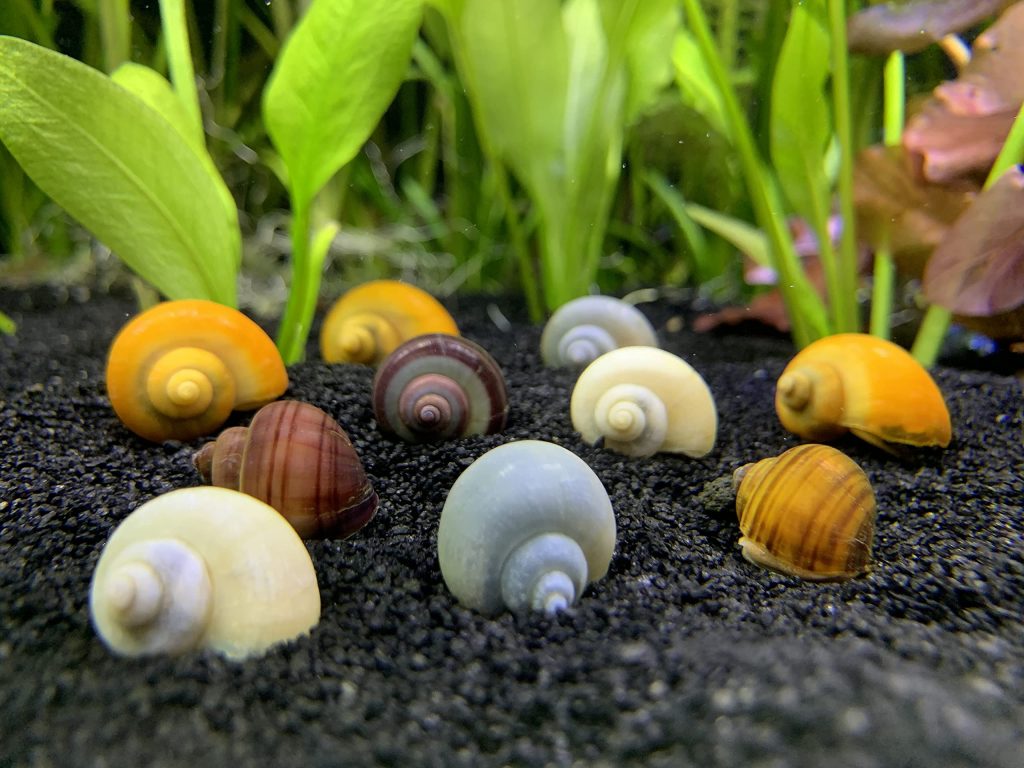 Mystery Snail - Salyangoz Yiyen Balıklar