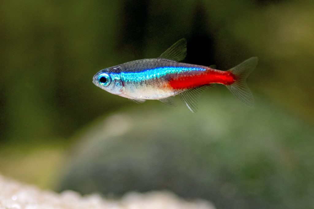 Neon Tetra 1 - Akvaryumunuz İçin En İyi 27 Renkli Tatlı Su Balığı