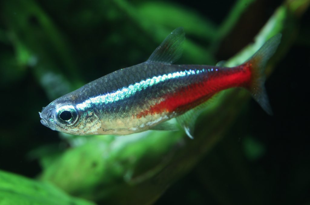 Neon Tetra1 - Top 27 Colorful Freshwater Fish For Your Aquarium