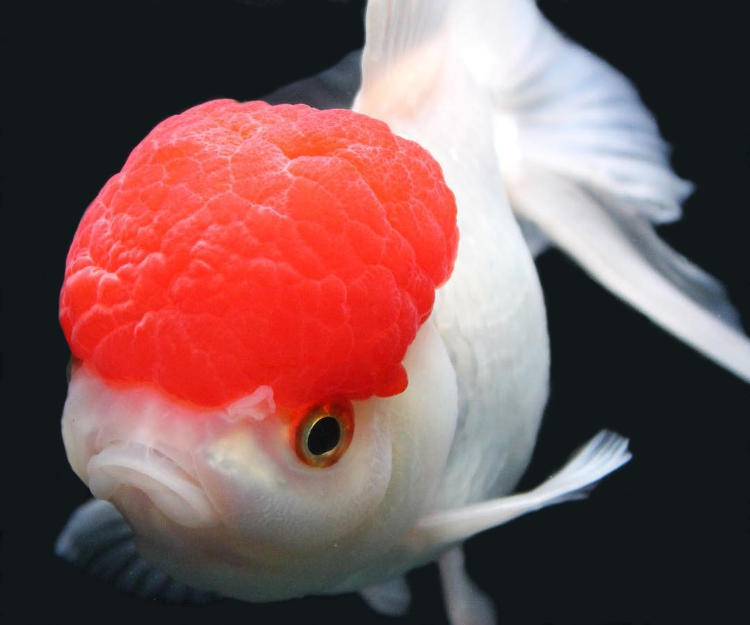 Oranda Sus Baligi 1 - Löwenkopf Red Cap