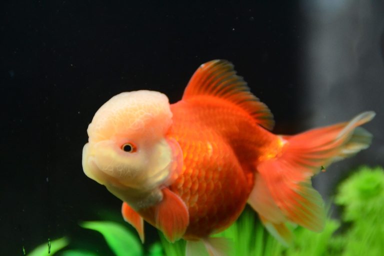 Oranda Goldfish: Care, Nutrition, and Suitable Living Conditions