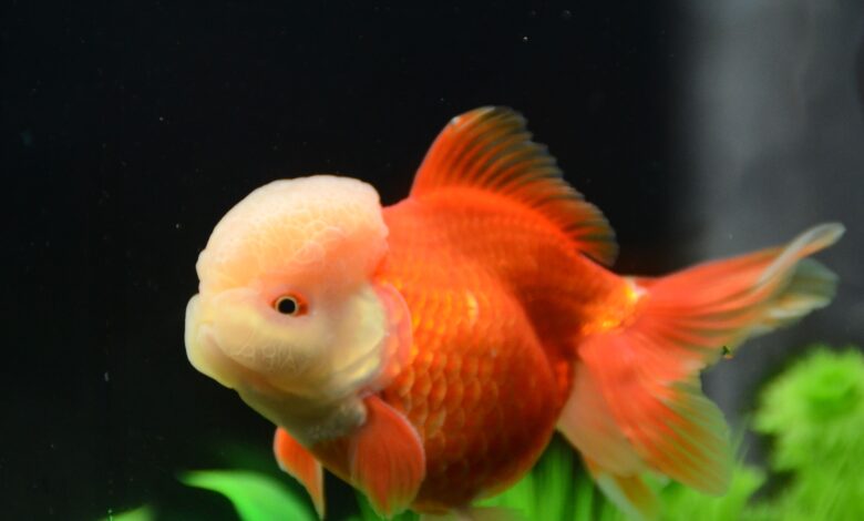 Oranda Sus Baligi2 - Oranda Goldfish: Care, Nutrition, and Suitable Living Conditions