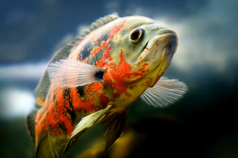 Oscar Fish Care Tank Mates Food Size More2 1 - Astronot Ciklet