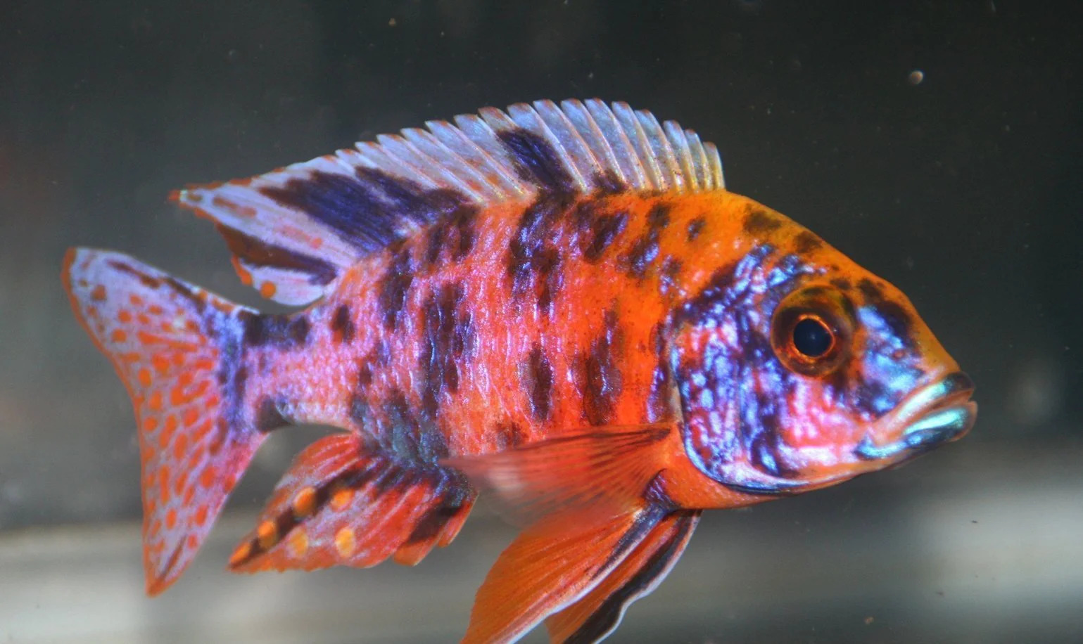 Peacock Cichlid (Aulonocara sp.) Care and Features