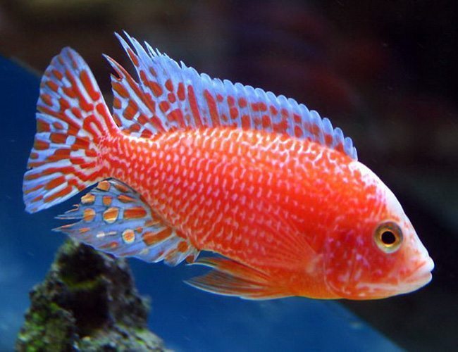 Peacock Cichlid3 - Akvaryumunuz İçin En İyi 27 Renkli Tatlı Su Balığı
