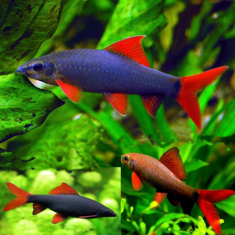 Rainbow Shark - 11 Must-Have Freshwater Sharks Aquarium For Every Tank Size