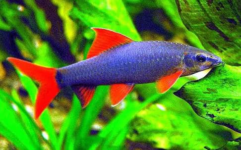 Rainbow Shark1 - Rainbow Shark