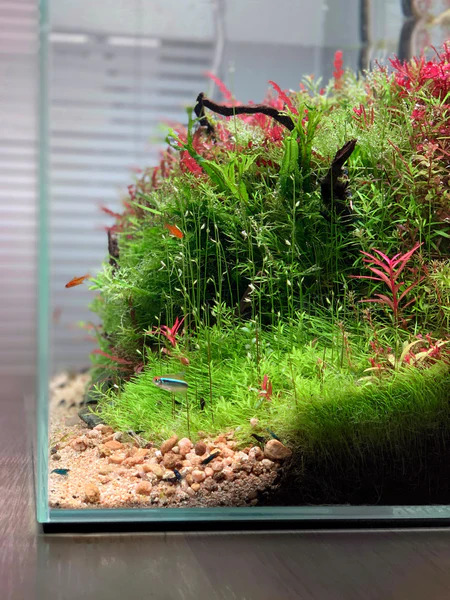 Shrimp Aquarium3 - Karides Akvaryumu Kurulumu: Adım Adım Rehber