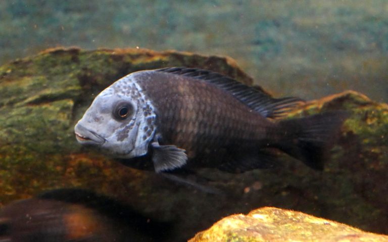 Tropheus Fish: Care, Features, and Gender Differentiation