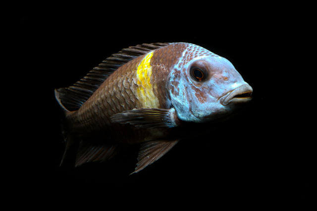 Tropheus clearance duboisi care