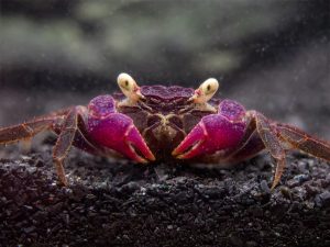 Vampire Crab 2 - Geosesarma