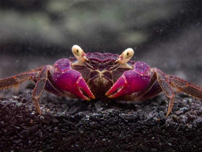 Vampire Crab 2 - Vampire Crab