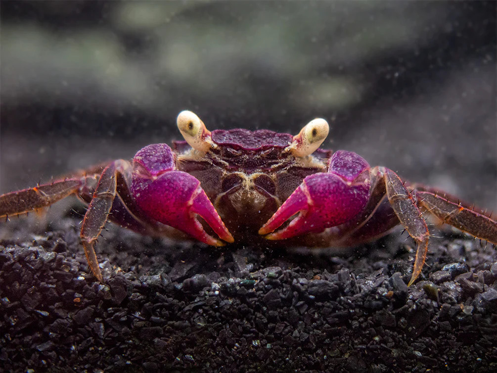 Vampire Crab 2 - Vampire Crab