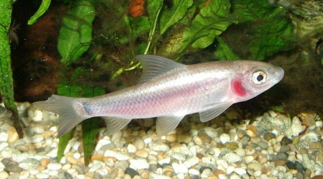 Violet Blushing Shark Labeo boga1 - 11 Must-Have Freshwater Sharks Aquarium For Every Tank Size