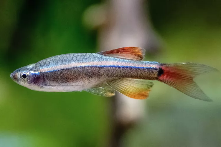 White Cloud Mountain Minnow Fish - Fanusta Balık Beslemenin İncelikleri: Detaylı Başlangıç Rehberi