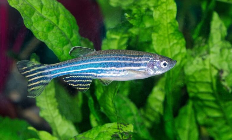 Zebra Danio 2 - Akvaryumunuz İçin En İyi 27 Renkli Tatlı Su Balığı