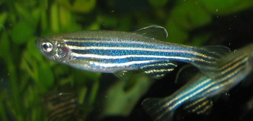 Zebra Danio2 - Zebra Danio: Akvaryumun Parlak Yıldızı