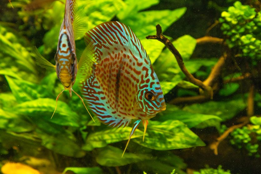 colorful discus fish floating in the aquarium 2022 09 01 20 00 09 utc - Discus Fish Guide