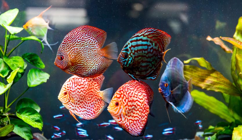 colorful fish from the spieces symphysodon discus 2021 08 28 19 01 57 utc - Discus Balığı Rehberi