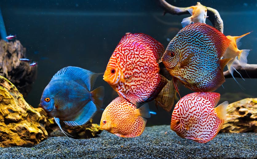 colorful fish from the spieces symphysodon discus 2021 08 29 16 49 09 utc - Diskusfische
