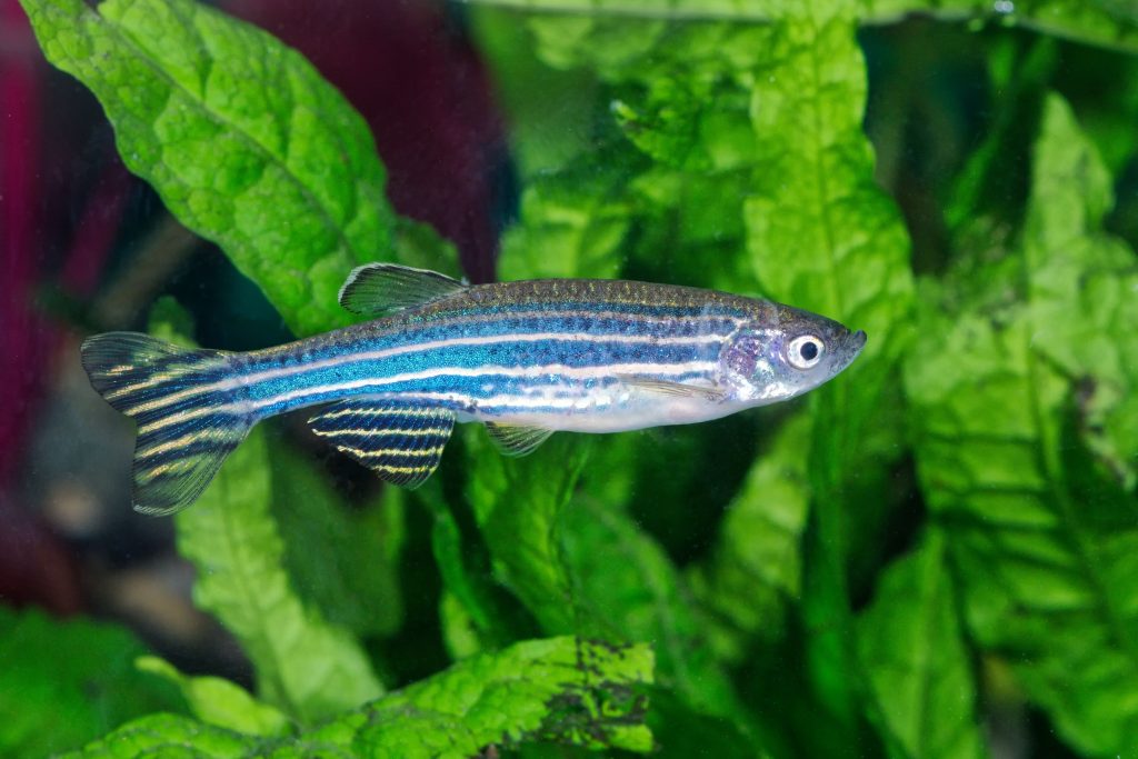 danio fish - Lepistes Yemi ve Uygun Balık Türleri