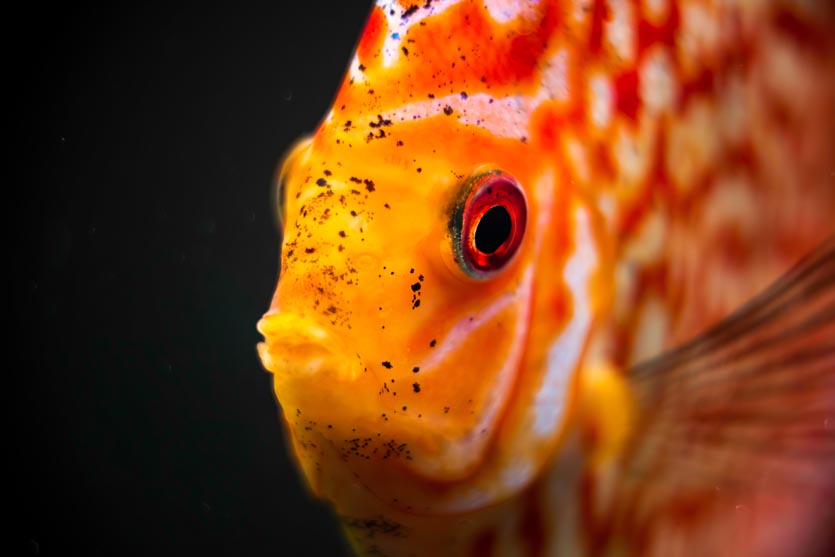 discus fish detailed close up in the aquarium 2021 08 28 19 01 56 utc - Diskusfische