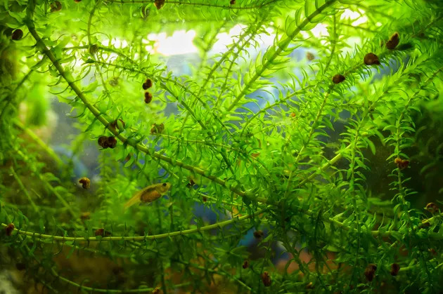 elodea2 - Elodea: Elegant Plant of Aquariums