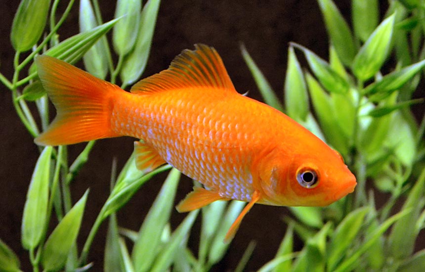 goldfish - Japon Balıklarının Yaşam Sürelerini Etkileyen 5 İpucu