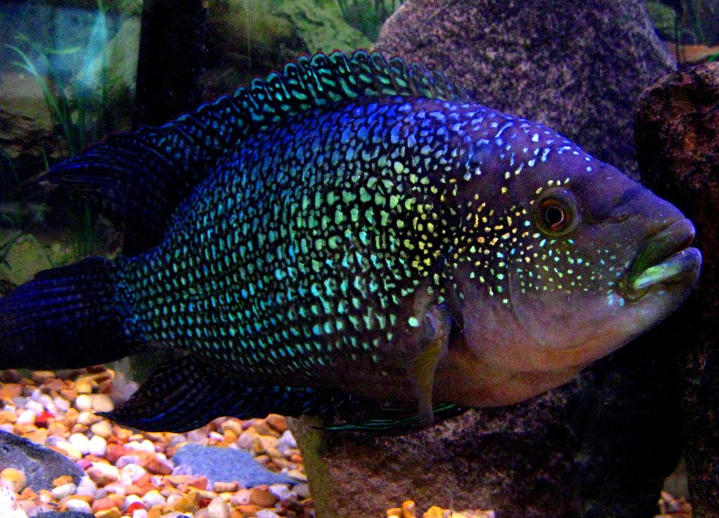 jack dempsey1 - Top 27 Colorful Freshwater Fish For Your Aquarium