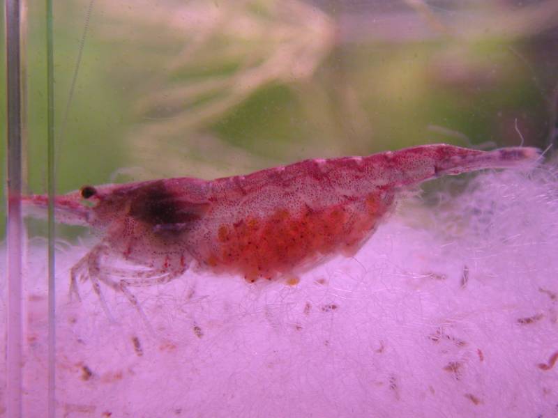 kiraz karidesi uretimi - Cherry Shrimp Care and Characteristics