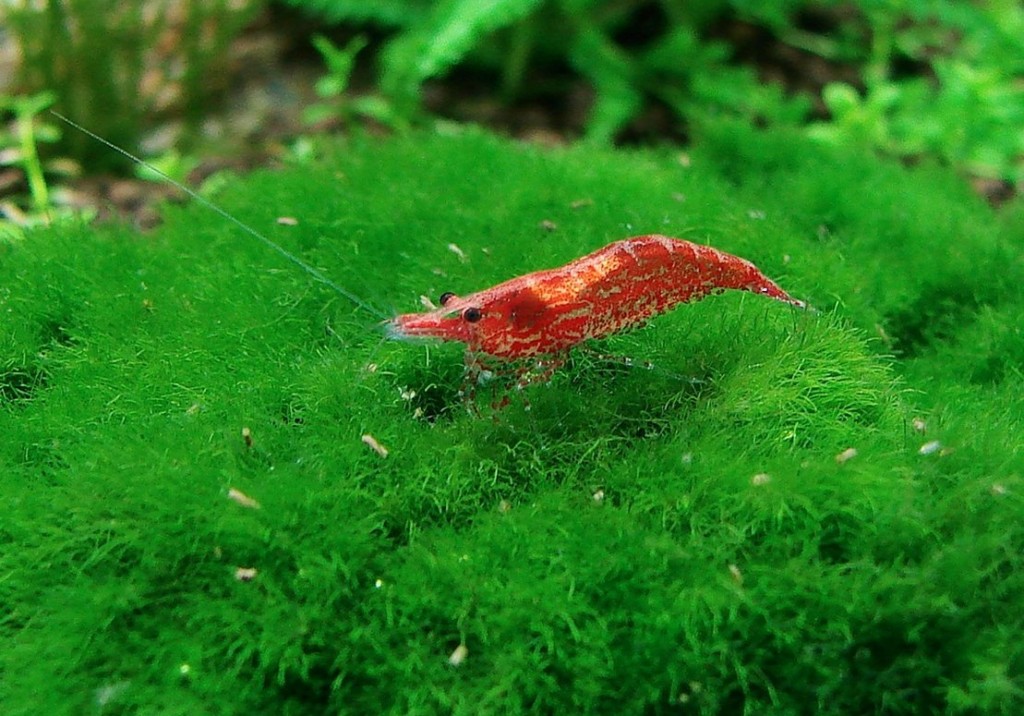 kiraz karidesi1 1 - Cherry Shrimp Care and Characteristics