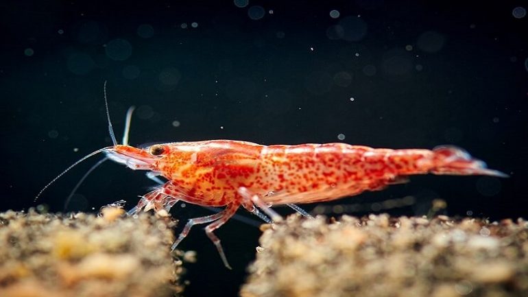 kiraz karidesi2 - Cherry Shrimp Care and Characteristics