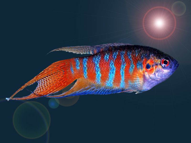 paradise - Top 27 Colorful Freshwater Fish For Your Aquarium