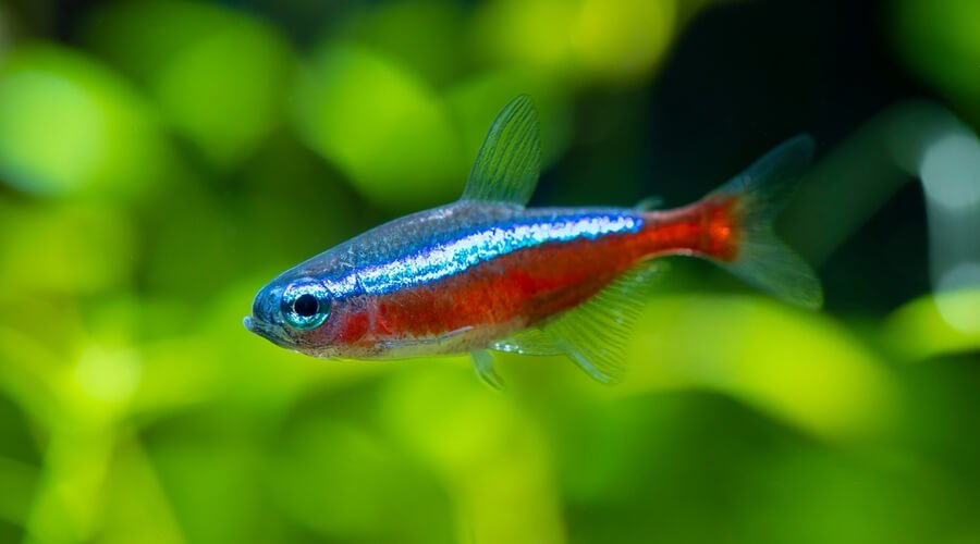 tetra - Guppy Food and Suitable Fish Types