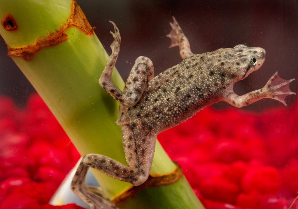 African Dwarf Frog 2 - African Dwarf Frog