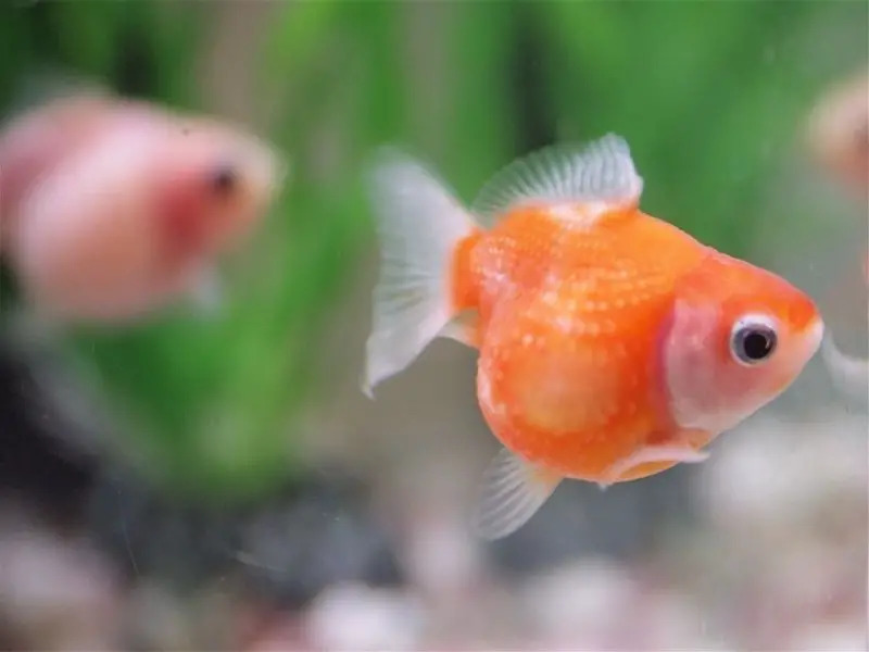 AnyConv.com Pearlscale Goldfish2 - İnce Pullu Japon Balığı