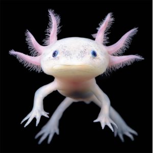 Axolotl 1 1 - Axolotl