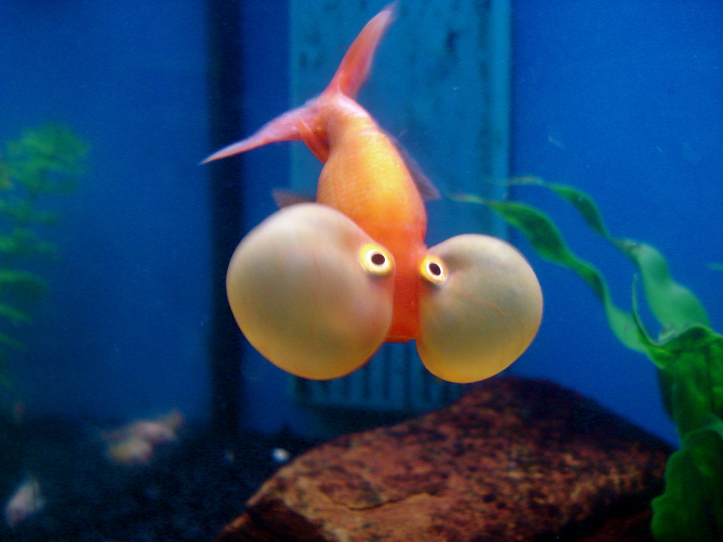 Bubble Eye Goldfish - Balon Gözlü Japon Balığı