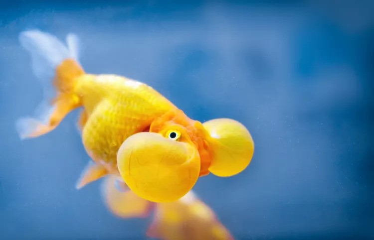 Bubble Eye Goldfish1 - Balon Gözlü Japon Balığı