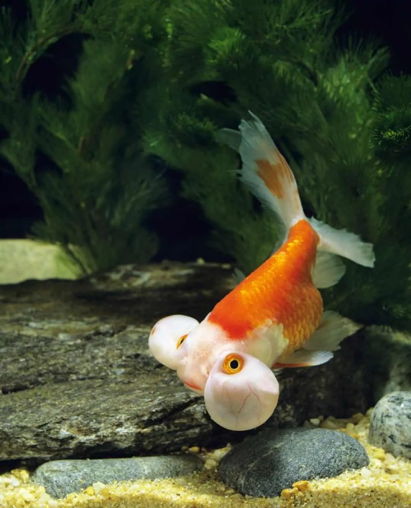 Bubble Eye Goldfish2 - Balon Gözlü Japon Balığı