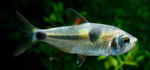Bucktooth Tetra1 1 - Bucktooth Tetra