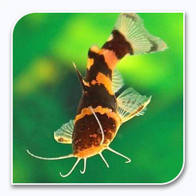 Bumblebee Catfish Microglanis iheringi - Bumblebee Kedibalığı